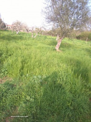 Viterbo - Erba alta al parco delle Querce