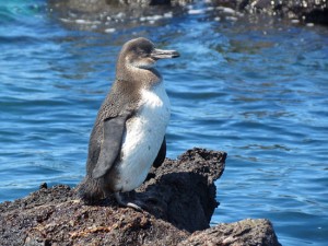 Pinguino della Galapagos