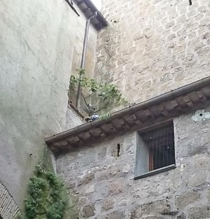 Calcata - Piccioni nel borgo