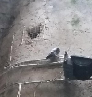 Calcata - Piccioni nel borgo