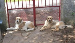 Due cani scomparsi
