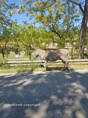 Viterbo - L'asinello a spasso sulla Teverina 