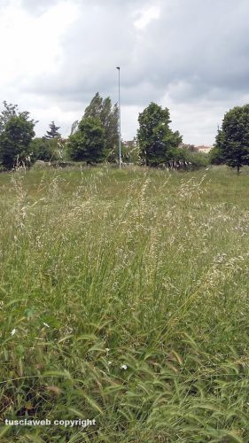 Viterbo - Santa Lucia - Erba alta