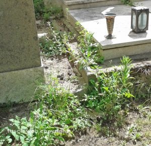 Viterbo - Le erbacce al cimitero di san Lazzaro 