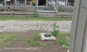 Viterbo - Le erbacce al cimitero di san Lazzaro