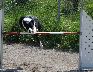 Agility dog