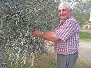Bolsena - Ulivi in fiore con il vecchio frutto