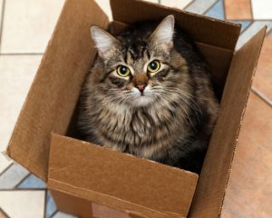 Un gatto
