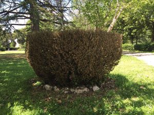 Viterbo - Pratogiardino Lucio Battisti nell'incuria