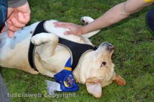 Sport - Calcio - Viterbese - Un cane con la sciarpa gialloblù