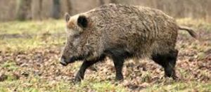 Un cinghiale
