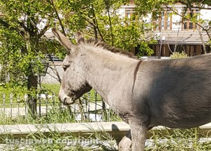 Viterbo - L'asinello Mimmo innamorato a spasso sulla Teverina