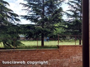 Viterbo - Giardino di via Monti Cimini infestato dalla processionarie