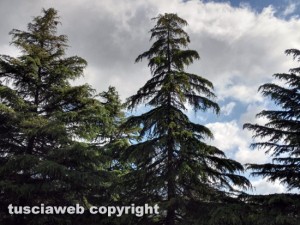 Viterbo - Giardino di via Monti Cimini infestato dalla processionarie