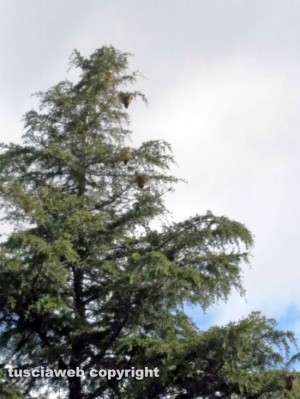 Viterbo - Giardino di via Monti Cimini infestato dalla processionarie
