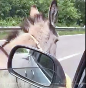 Viterbo - Mimmo, l'asinello riportato a casa