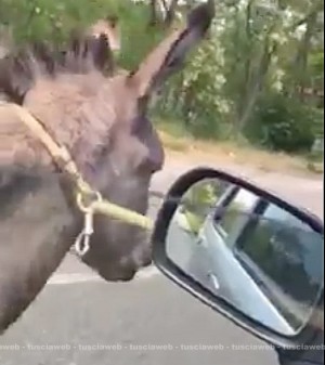Viterbo - Mimmo, l'asinello riportato a casa
