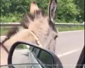 Viterbo - Mimmo, l'asinello riportato a casa