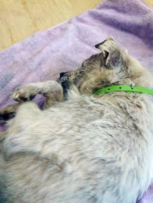 Cassonetto, il cane salvato in strada Signorino a Viterbo