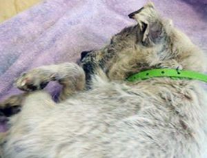 Cassonetto, il cane salvato in strada Signorino a Viterbo