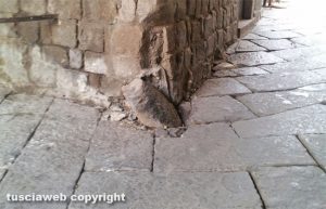Viterbo - Il paracarro in via San Pellegrino