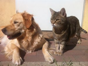 Un cane e un gatto