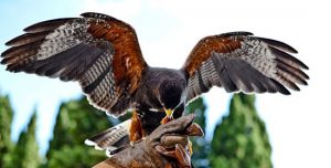 Un falco