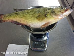 Boccalone del peso di 1,636 kg