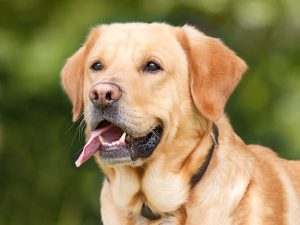 Labrador fa arrestare spacciatore