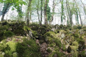 Selva del Lamone -