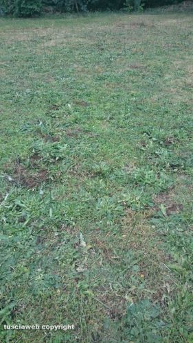 Viterbo - Zona viale Trieste - Le tracce lasciate dal cinghiale
