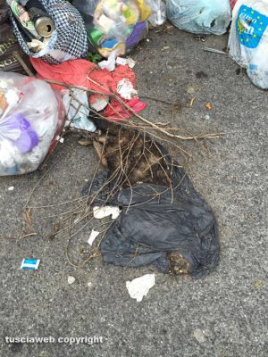 Viterbo - Via delle Fortezze - Un gatto morto in mezzo a un cumulo di immondizia