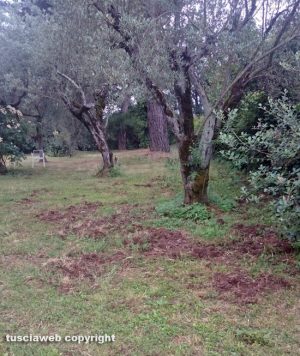 Viterbo - Zona viale Trieste - Le tracce lasciate dal cinghiale