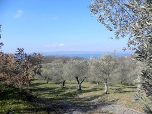 Acquapendente - Francigena marathon - L'arrivo al parco di Turona