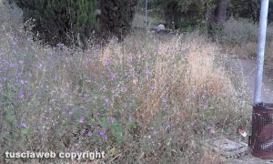 Viterbo - Erba alta al parco in via Cervino