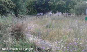 Viterbo - Erba alta al parco in via Cervino