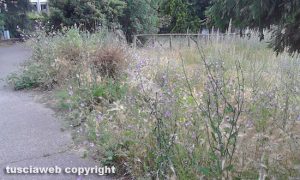 Viterbo - Erba alta al parco in via Cervino