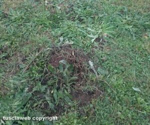 Viterbo - Zona viale Trieste - Le tracce lasciate dal cinghiale