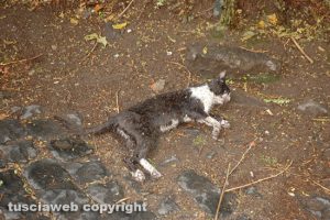 Viterbo - Un gatto trovato morto in via Traversa