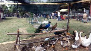 Nuova fiera di Bagnaia