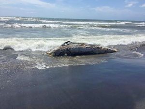 Tarquinia - La carcassa dell'animale spiaggiato 