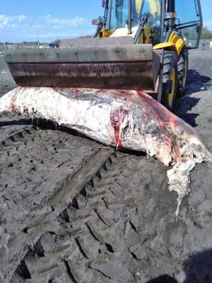 Tarquinia - La carcassa dell'animale spiaggiato 