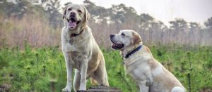 Labrador