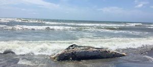 Tarquinia Lido - L'animale spiaggiato
