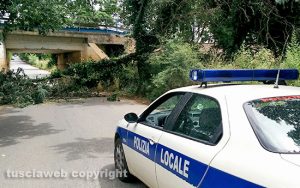 L'albero caduto in strada Campo Giordano a Vetralla