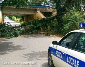 L'albero caduto in strada Campo Giordano a Vetralla