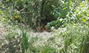 Montefiascone - Il trattore nel fosso