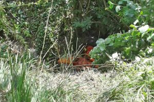 Montefiascone - Il trattore nel fosso