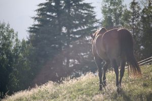 Un cavallo
