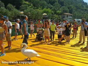 Un cigno attraversa la passerella sul lago d'Iseo